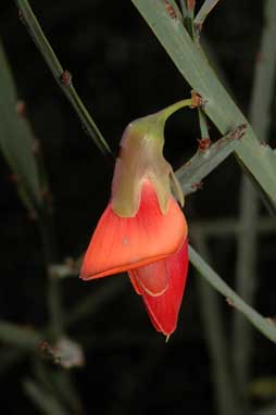 APII jpeg image of Bossiaea walkeri  © contact APII