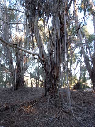 APII jpeg image of Eucalyptus viminalis  © contact APII