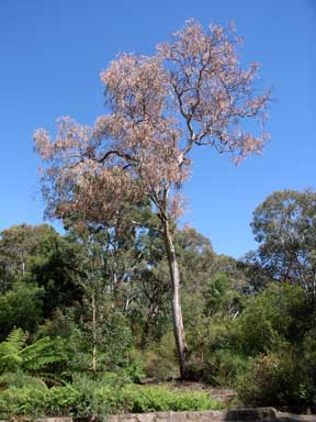 APII jpeg image of Eucalyptus mannifera  © contact APII