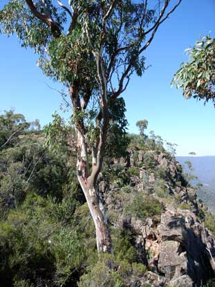 APII jpeg image of Eucalyptus mannifera subsp. mannifera  © contact APII