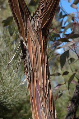 APII jpeg image of Eucalyptus caesia  © contact APII