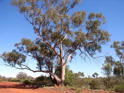 APII jpeg image of Eucalyptus populnea  © contact APII