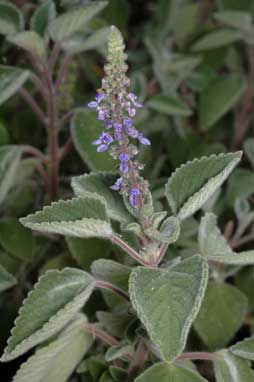 APII jpeg image of Plectranthus suaveolens  © contact APII