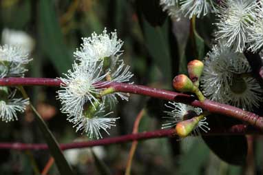 APII jpeg image of Eucalyptus perriniana  © contact APII