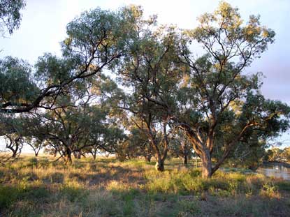 APII jpeg image of Eucalyptus largiflorens  © contact APII