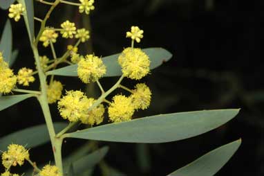 APII jpeg image of Acacia wattsiana  © contact APII