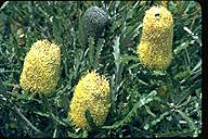 Banksia pilotstylis - click for larger image