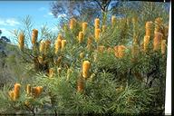Banksia spinulosa var.collina - click for larger image