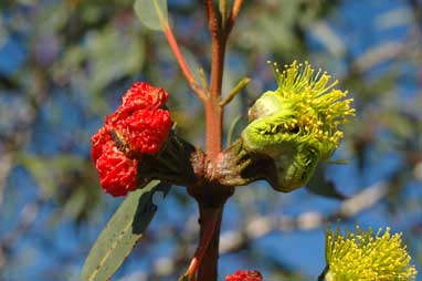 APII jpeg image of Eucalyptus erythrocorys  © contact APII