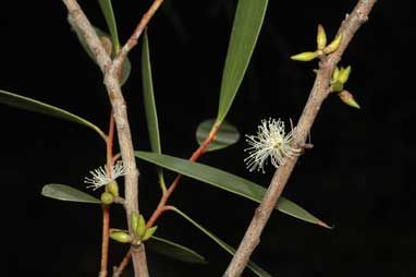 APII jpeg image of Eucalyptus moorei subsp. moorei  © contact APII