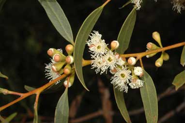 APII jpeg image of Eucalyptus gracilis  © contact APII