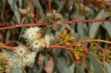 APII jpeg image of Eucalyptus dumosa  © contact APII