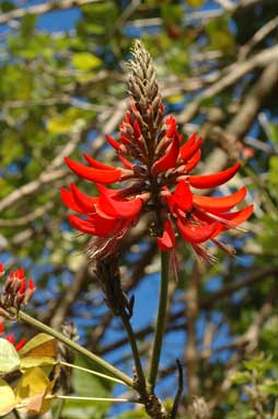 APII jpeg image of Erythrina variegata  © contact APII