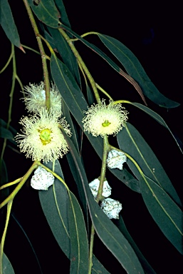 Eucalyptus globulus photo
