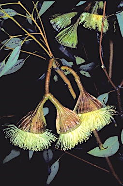 APII jpeg image of Eucalyptus pyriformis  © contact APII