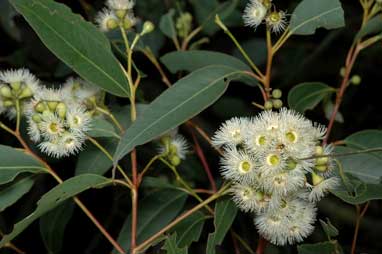 APII jpeg image of Eucalyptus paniculata  © contact APII