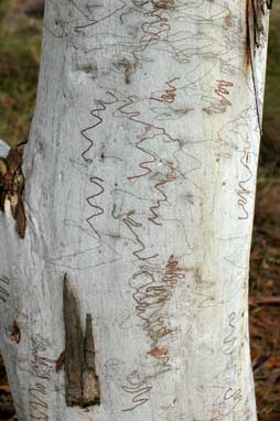 APII jpeg image of Eucalyptus haemastoma  © contact APII