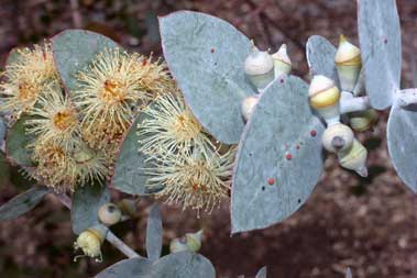 APII jpeg image of Eucalyptus pulverulenta  © contact APII