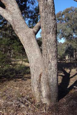 APII jpeg image of Eucalyptus nortonii  © contact APII