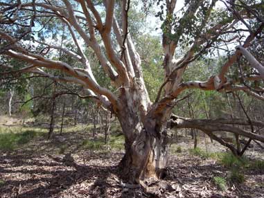 APII jpeg image of Eucalyptus polyanthemos  © contact APII