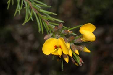 APII jpeg image of Dillwynia crispii  © contact APII