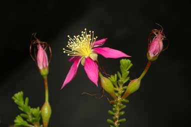 APII jpeg image of Calytrix brevifolia  © contact APII