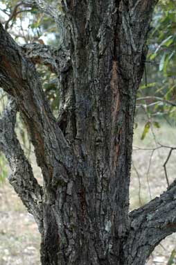 APII jpeg image of Eucalyptus paniculata  © contact APII