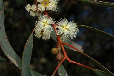 APII jpeg image of Eucalyptus ebbanoensis subsp. ebbanoensis  © contact APII