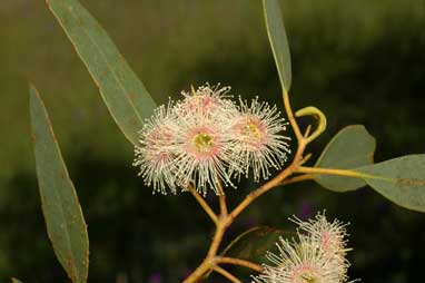 APII jpeg image of Eucalyptus incrassata  © contact APII