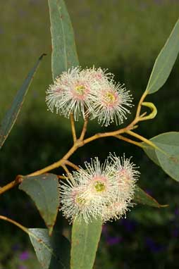 APII jpeg image of Eucalyptus incrassata  © contact APII