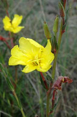 APII jpeg image of Oenothera stricta subsp. stricta  © contact APII