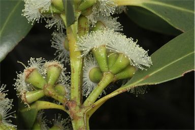 APII jpeg image of Eucalyptus langleyi  © contact APII