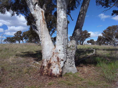 APII jpeg image of Eucalyptus mannifera  © contact APII