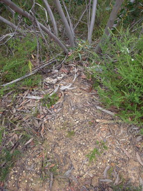 APII jpeg image of Eucalyptus langleyi  © contact APII