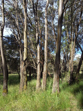 APII jpeg image of Eucalyptus stellulata  © contact APII