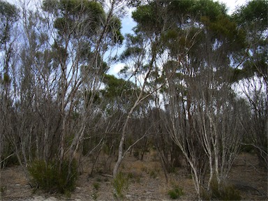 APII jpeg image of Eucalyptus cneorifolia  © contact APII