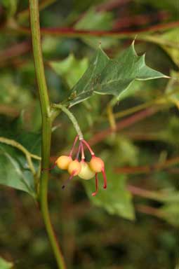 APII jpeg image of Grevillea monticola  © contact APII