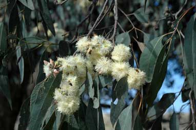 APII jpeg image of Eucalyptus blakelyi  © contact APII