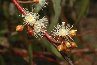 APII jpeg image of Eucalyptus scoparia  © contact APII