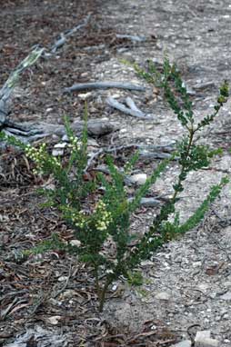 APII jpeg image of Acacia aureocrinita  © contact APII