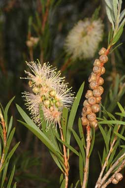 APII jpeg image of Callistemon sieberi  © contact APII