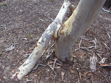 APII jpeg image of Eucalyptus mannifera  © contact APII