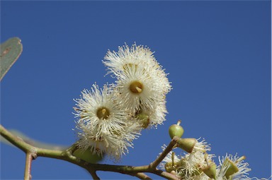 APII jpeg image of Eucalyptus microcarpa  © contact APII