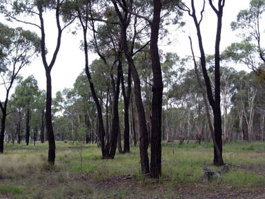 APII jpeg image of Eucalyptus sideroxylon  © contact APII