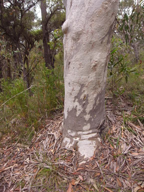 APII jpeg image of Eucalyptus racemosa  © contact APII