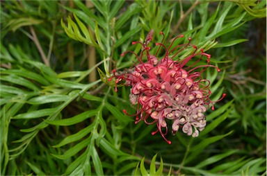 APII jpeg image of Grevillea 'Robyn Gordon'  © contact APII