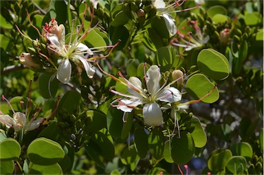 APII jpeg image of Bauhinia hookeri  © contact APII