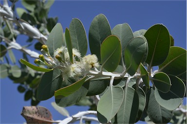 APII jpeg image of Eucalyptus pleurocarpa  © contact APII