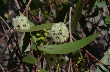 APII jpeg image of Eucalyptus burgessiana  © contact APII