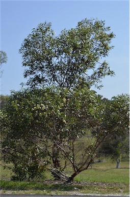 APII jpeg image of Eucalyptus angulosa  © contact APII